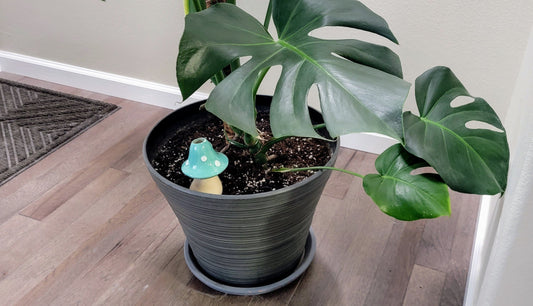 X-Large Toadstool Watering Spike Mountain Mudworks