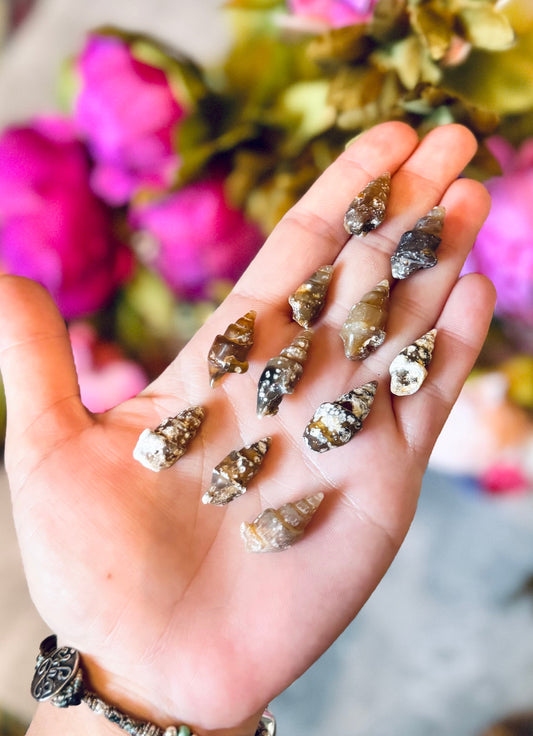 Agate Replaced Shell Fossils, Gastropod Fossil