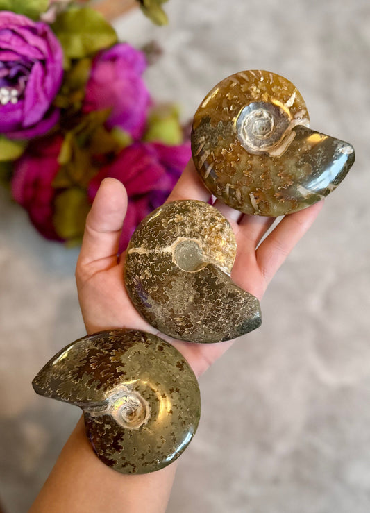 Polished Ammonite Fossils, ethically sourced fossils Mandala Gems
