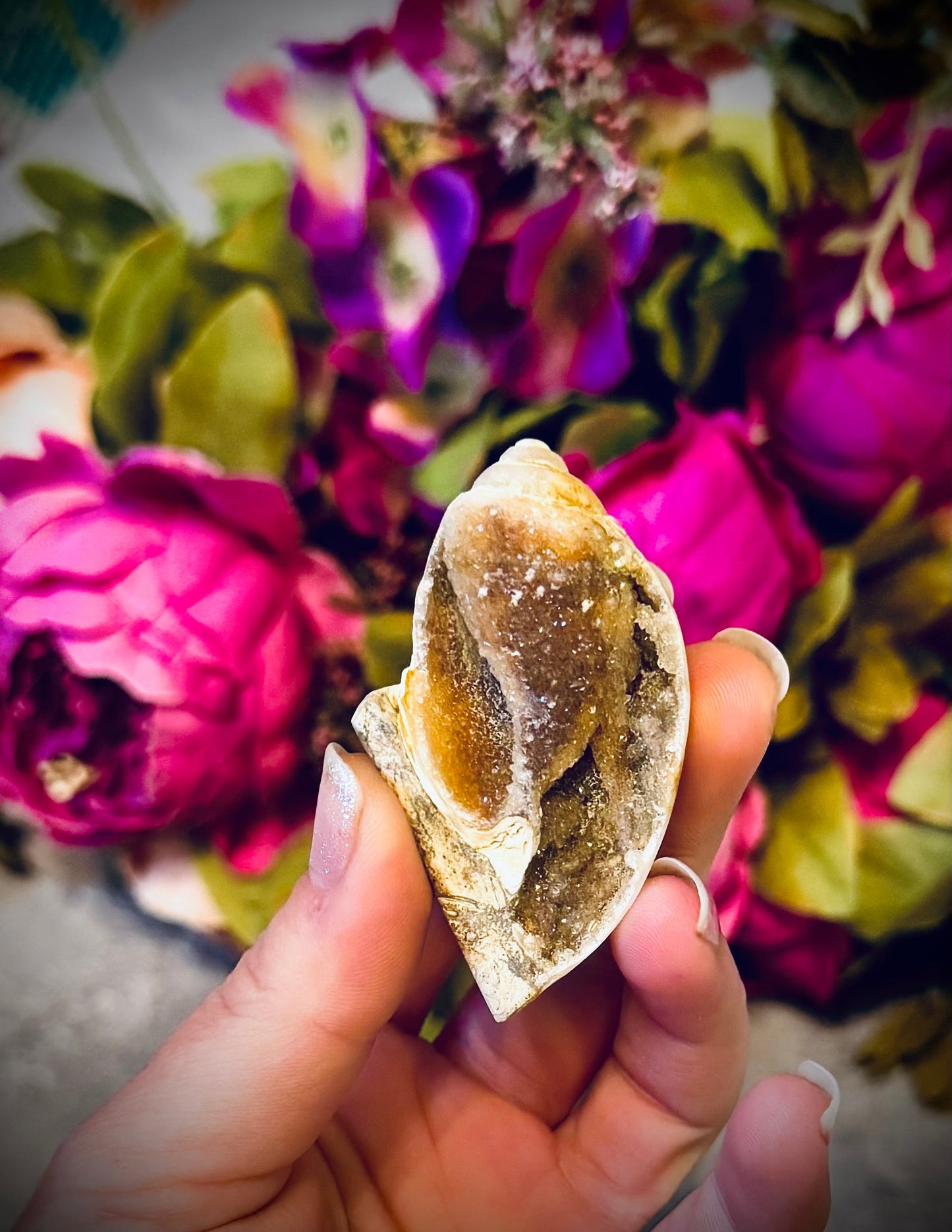 Druzy Shell Fossils, Rare Fossilized Shell From India