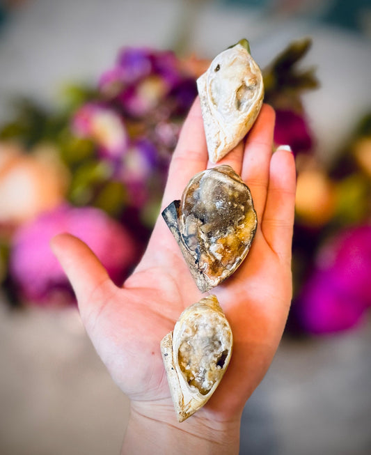 Druzy Shell Fossils, Rare Fossilized Shell From India
