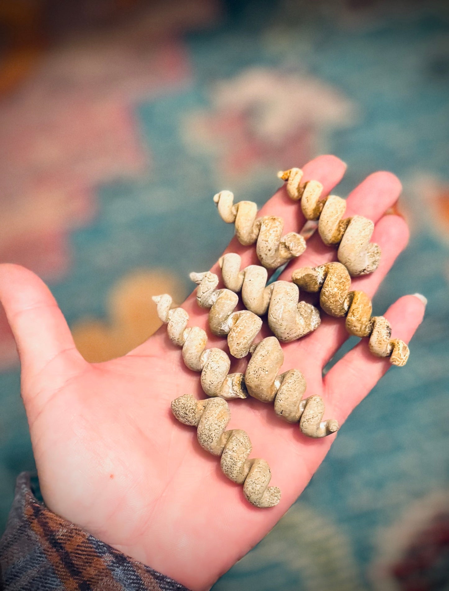 Turritella Shell Fossils, Gastropod Fossil from the Potomac River, Maryland