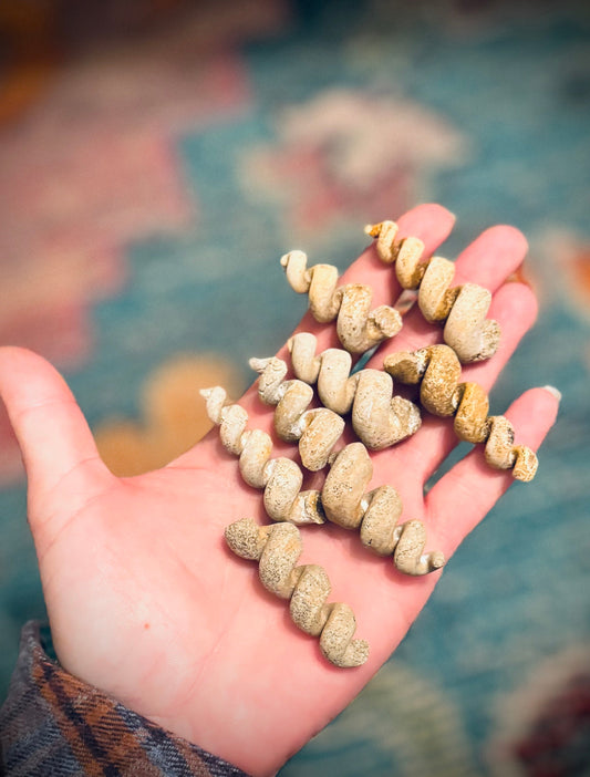 Turritella Shell Fossils, Gastropod Fossil from the Potomac River, Maryland