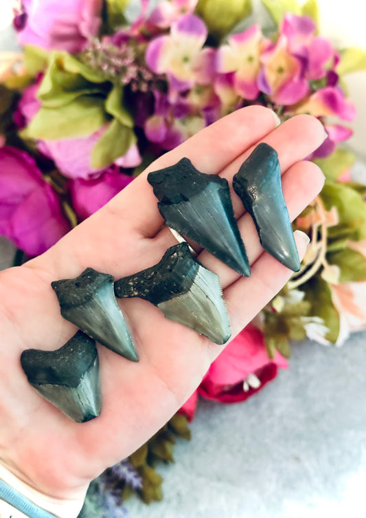Small Megaladon Teeth Fossils, Paleontology Gift, Fossil Gift Mandala Gems