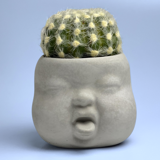 Baby Face Succulent Planter