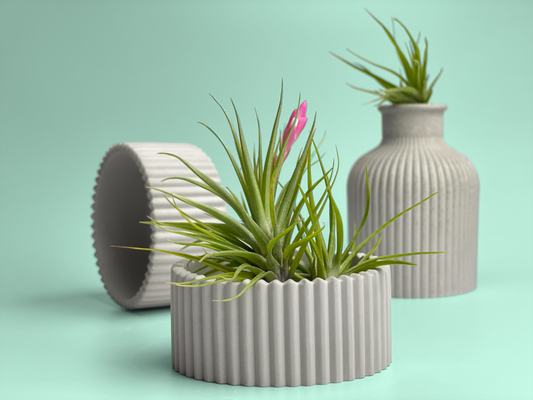 Scandinavian Air Plant Holder | Succulent Planter