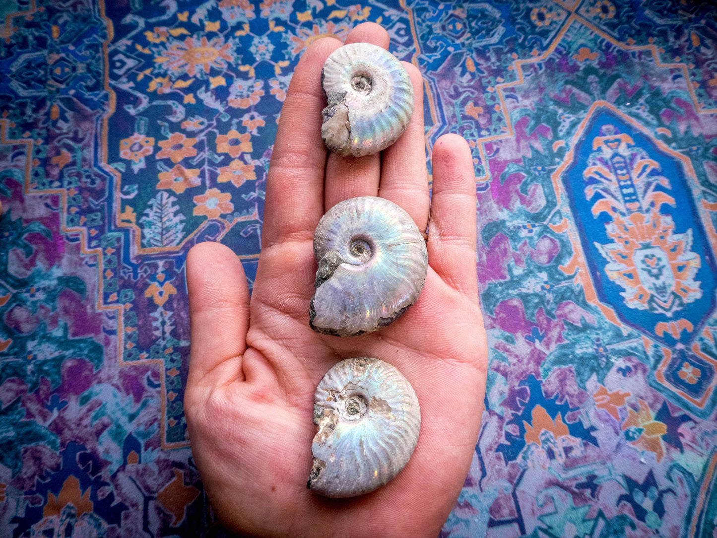 Rainbow Ammonite Fossil, Iridescent Ammonite, Ammolite from Madagascar, You Choose Size