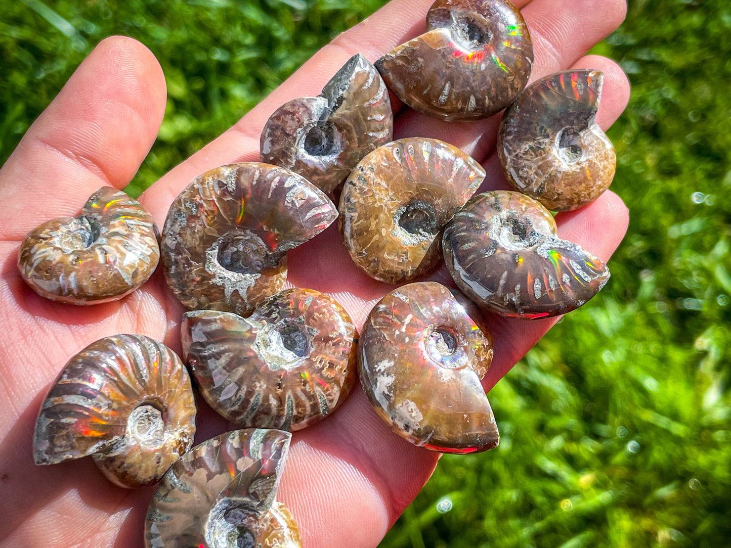 Fire Ammonite Shell Fossil, Fire Ammonite, Fossil Decor, Natural Art,Decorative Fossils, Ammonite Fossil