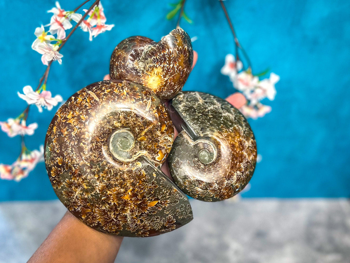Polished Ammonite Fossils