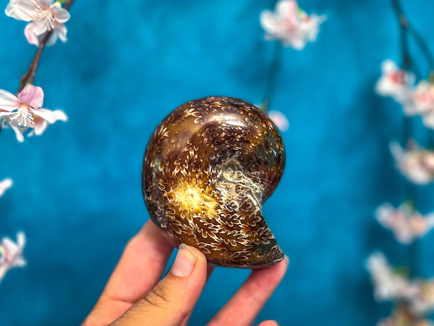 Polished Ammonite Fossils