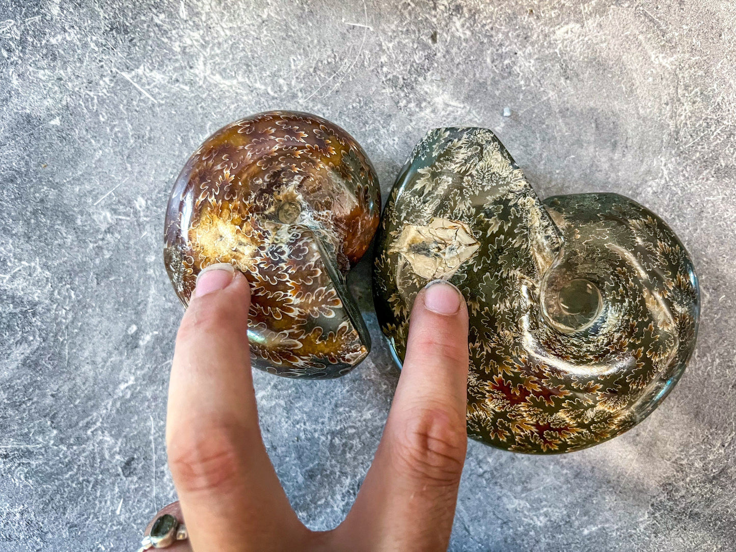 Polished Ammonite Fossils