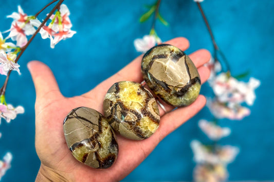 Septarian Palm Stones