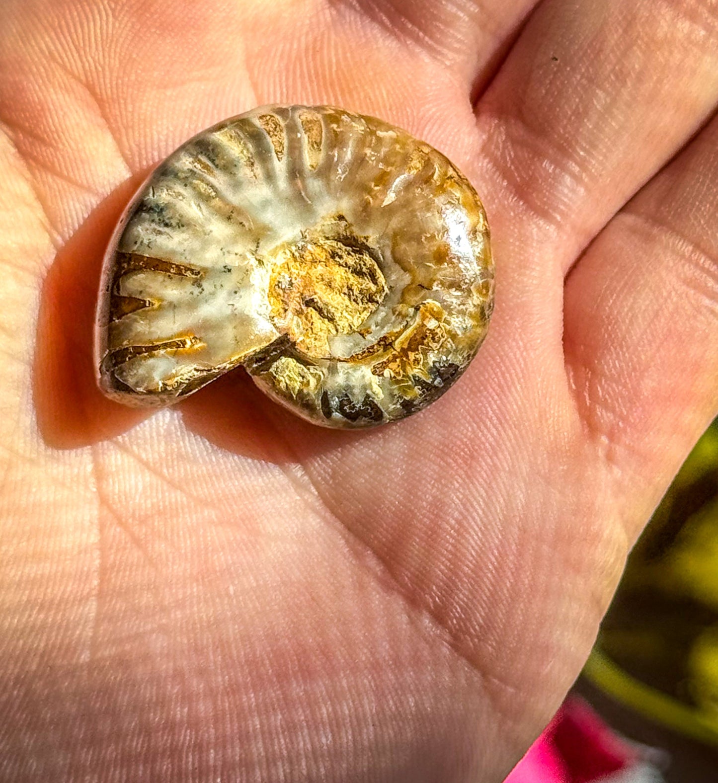 Fire Ammonite Shell Fossil, Fire Ammonite, Fossil Decor, Natural Art,Decorative Fossils, Ammonite Fossil