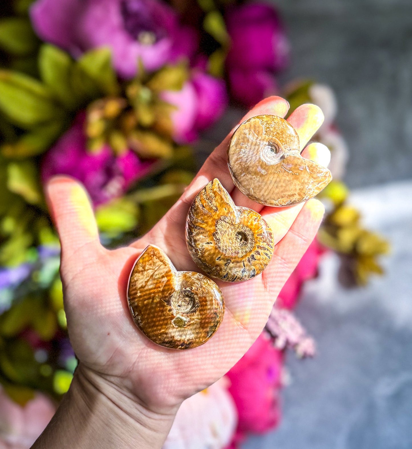 Fire Ammonite Shell Fossil, Fire Ammonite, Fossil Decor, Natural Art,Decorative Fossils, Ammonite Fossil