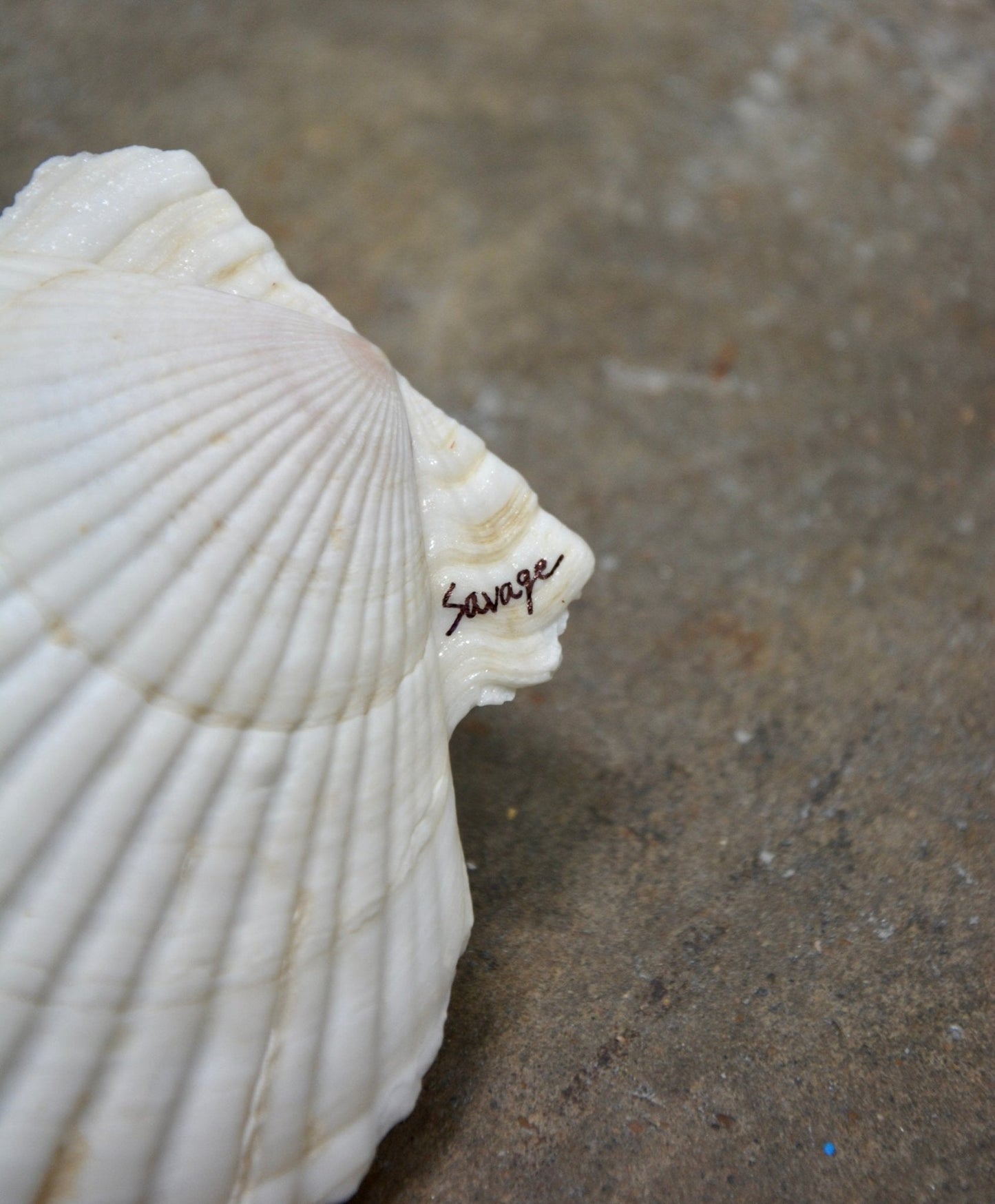 MATCH MADE IN SHELL TRAY