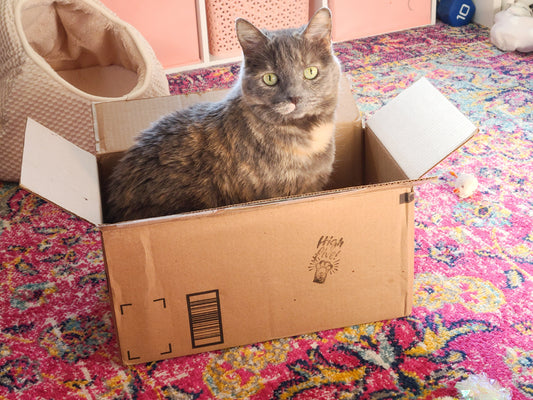 Belle In a Box, Floral Cat Embroidery Kit Pretty Rude Things