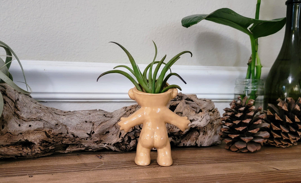 Treasure Troll Air Plant Holder Mountain Mudworks