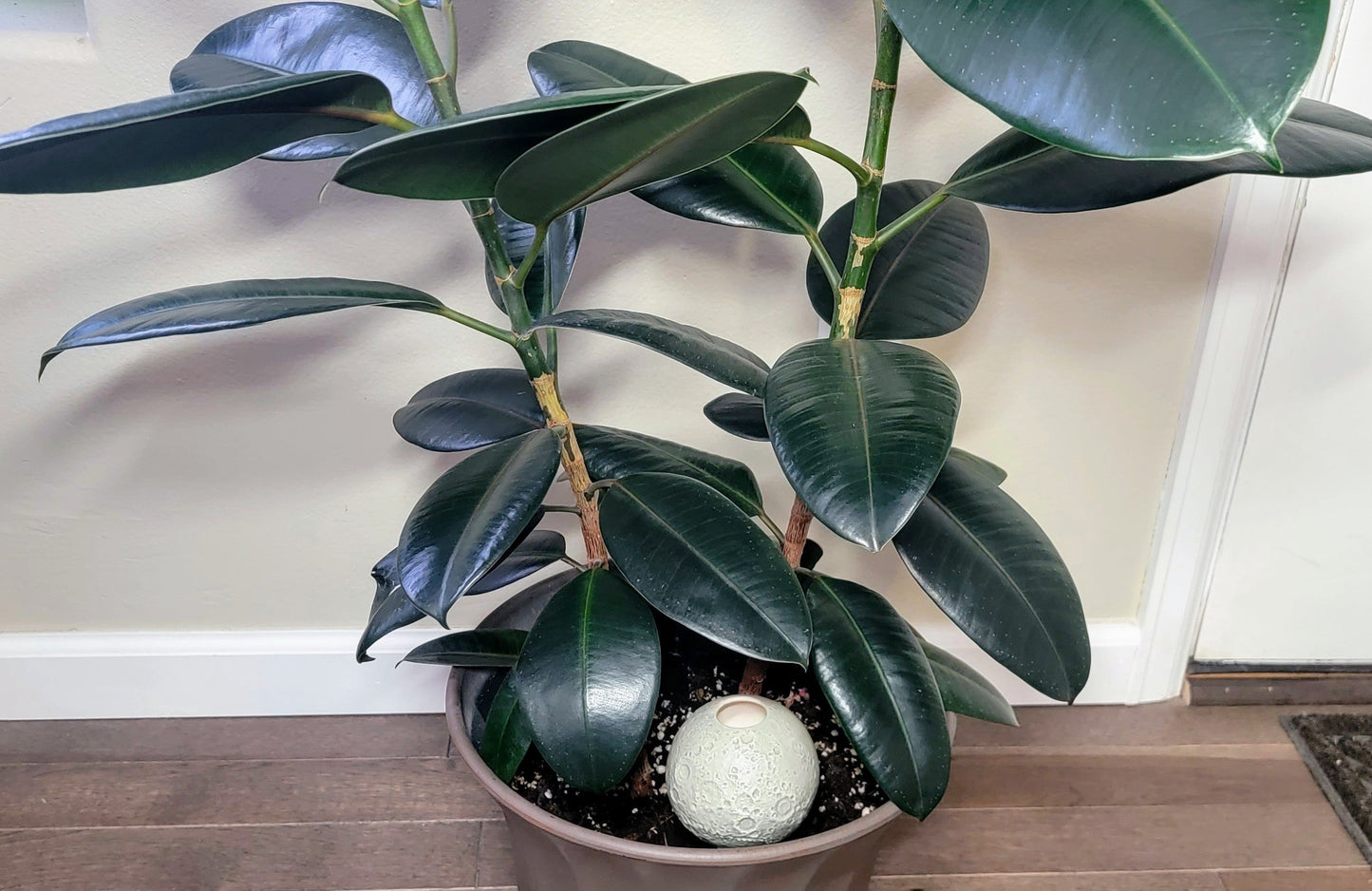 Moon Plant Watering Spike Mountain Mudworks