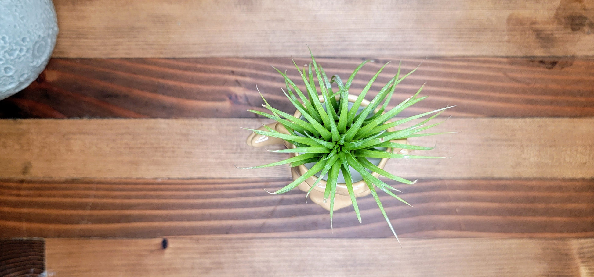 Treasure Troll Air Plant Holder Mountain Mudworks