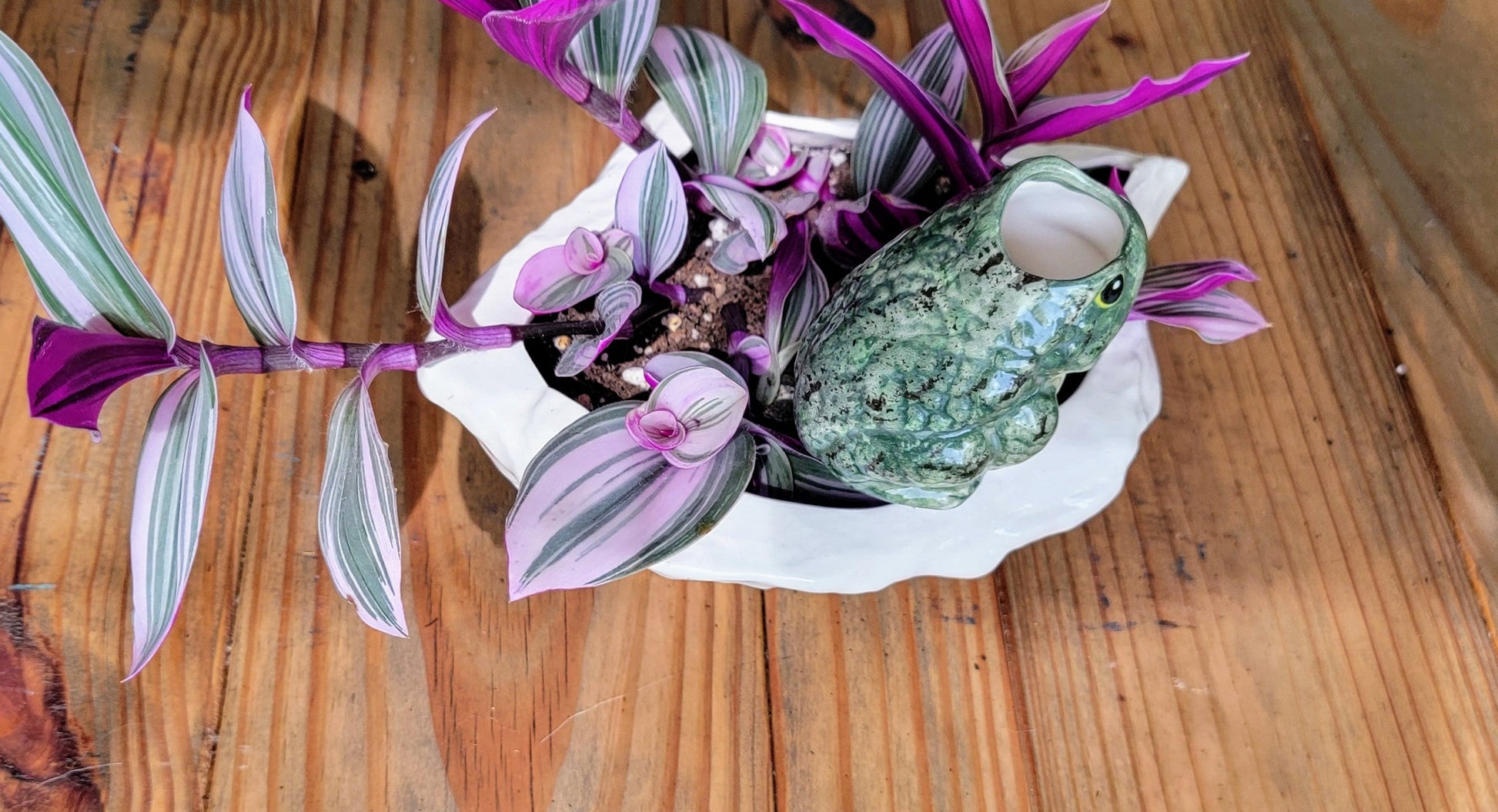 Frog Watering Spike Mountain Mudworks