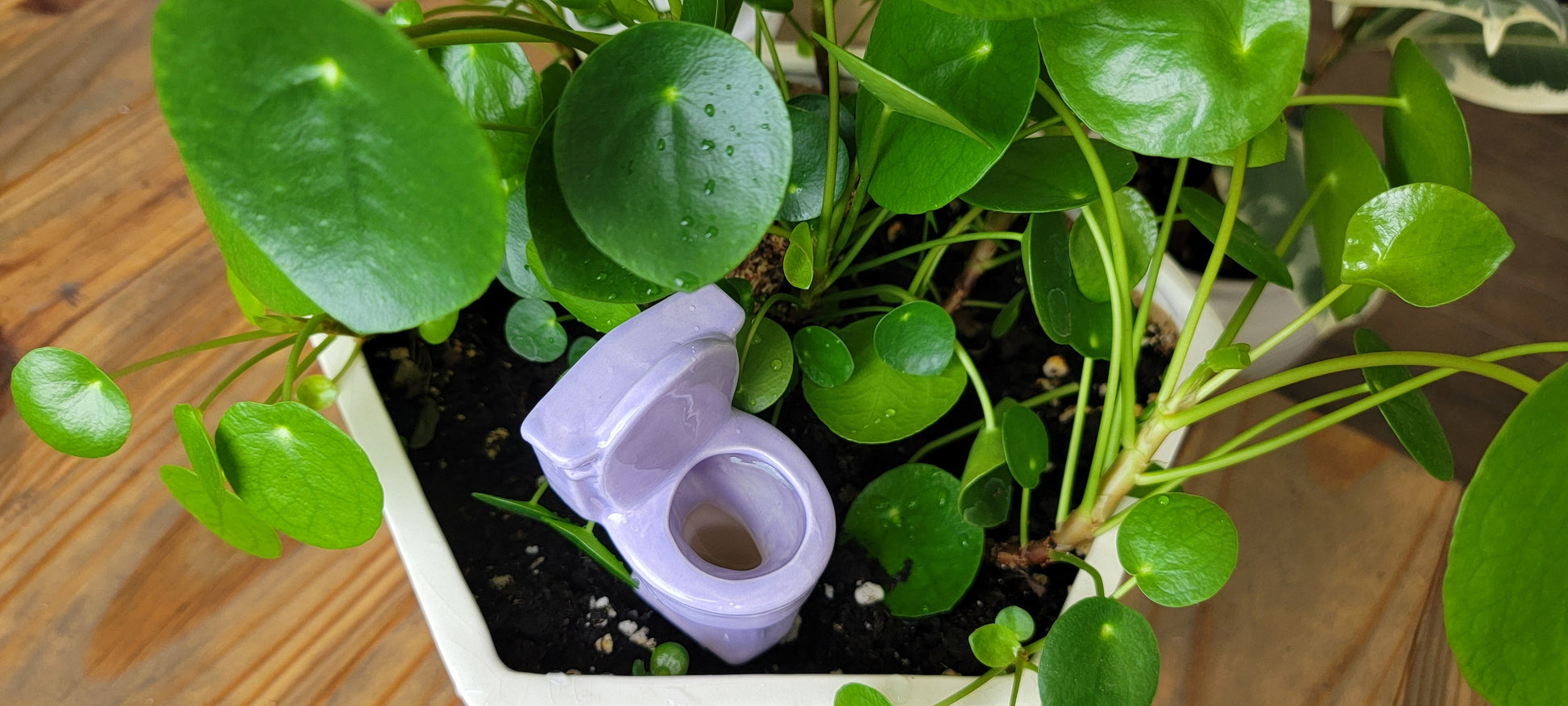 Toilet Watering Spike Mountain Mudworks