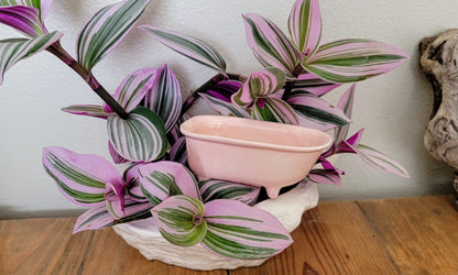 Bathtub Watering Spike Mountain Mudworks