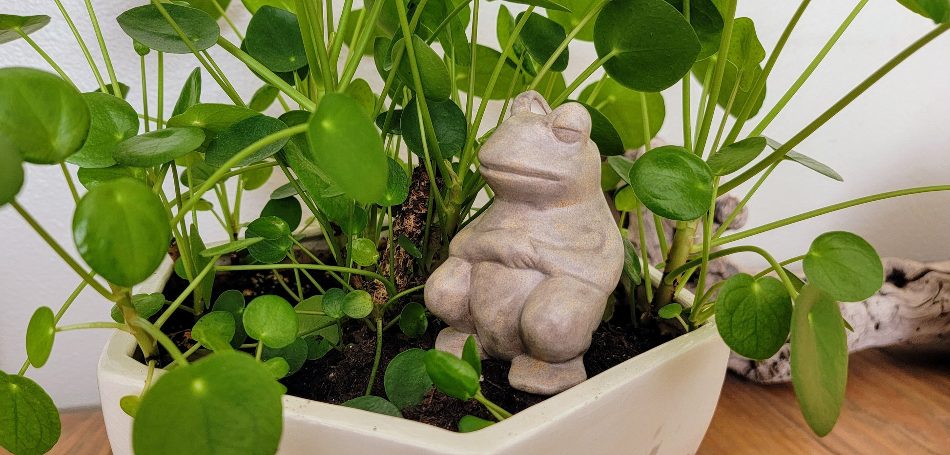 Chill Frog Watering Spike Mountain Mudworks