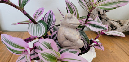 Chill Frog Watering Spike Mountain Mudworks