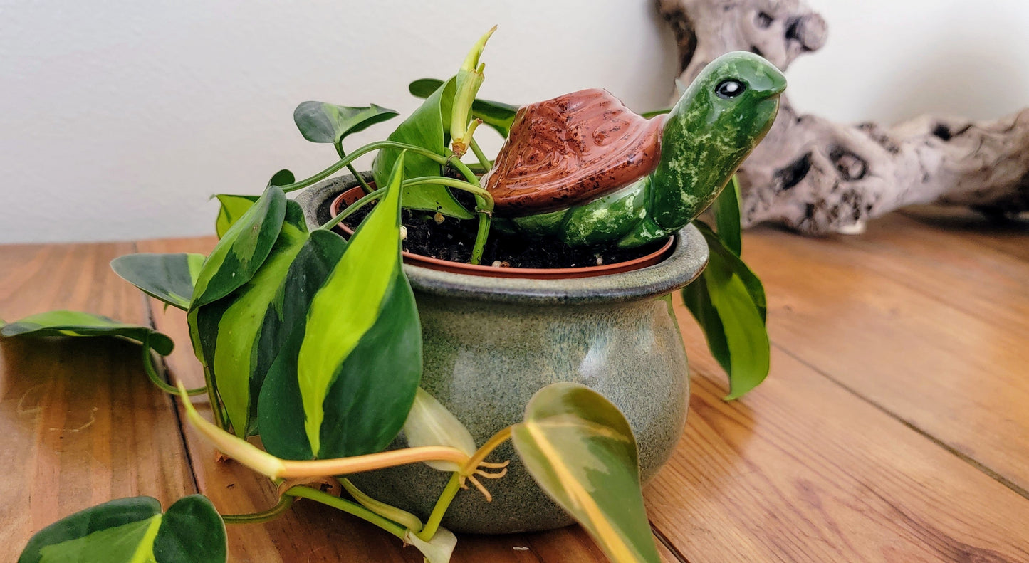 Turtle Plant Watering Spike Mountain Mudworks