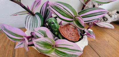 Turtle Plant Watering Spike Mountain Mudworks