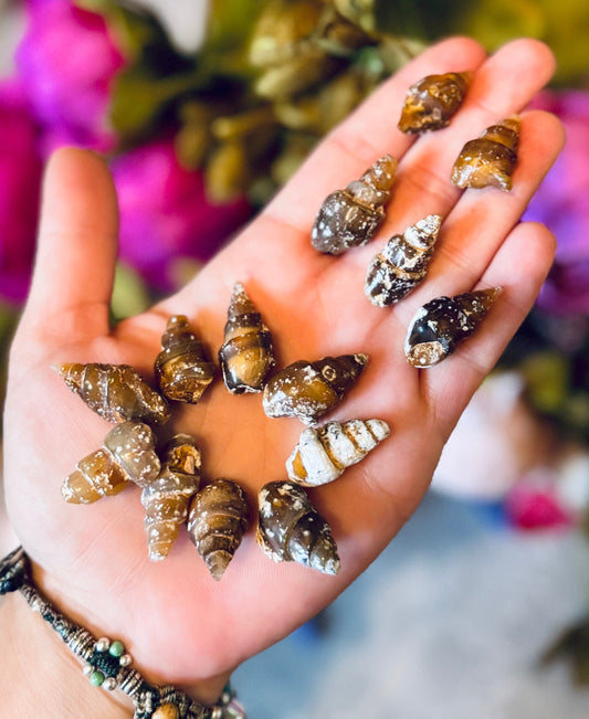 Agate Replaced Shell Fossils, Gastropod Fossil