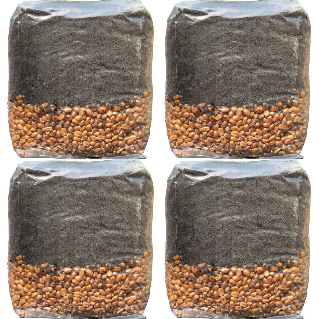 Mushroom Grow Kit - 4 Pack - All In One