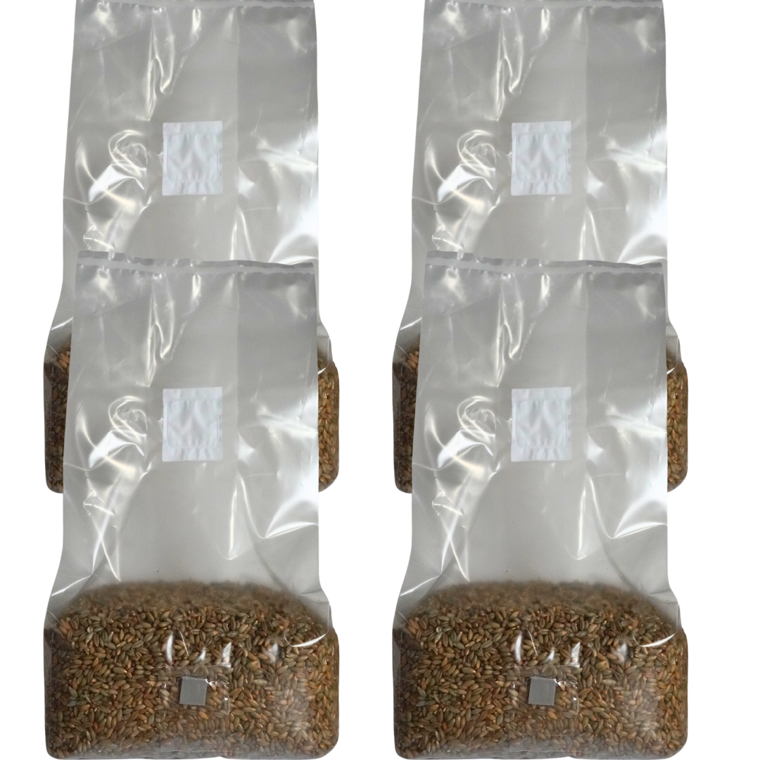 Sterile Mushroom Grain Spawn Kit (5 Pound)