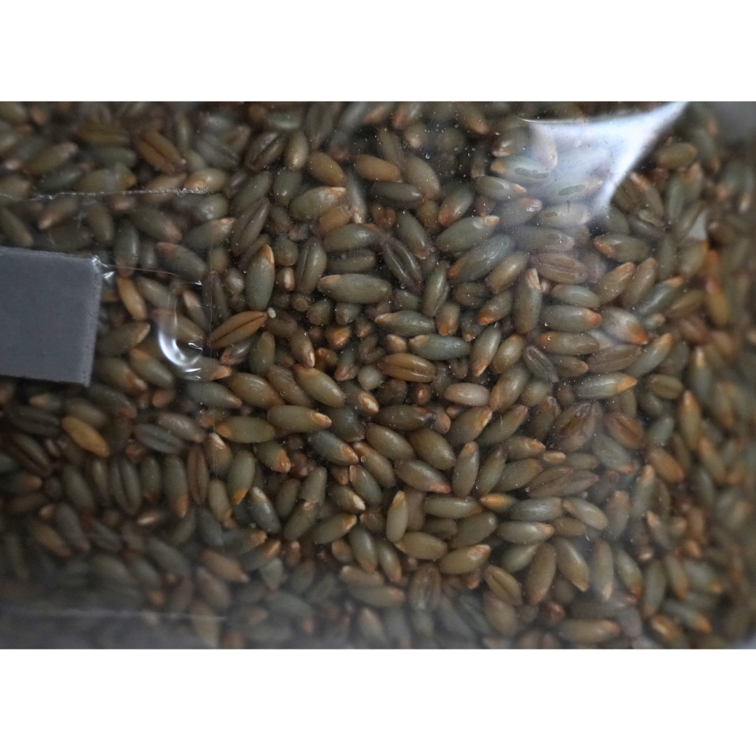 Sterile Mushroom Grain Spawn Kit (5 Pound)