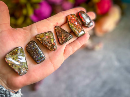 Ethically Sourced Ammolite From Canada