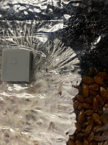 Mini All In One Mushroom Grow