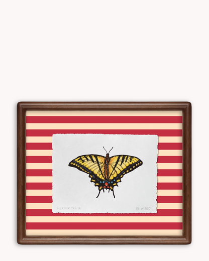 Yellow Swallowtail Butterfly Limited Edition Framed Print