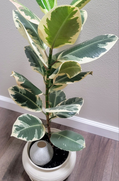 Moon Plant Watering Spike Mountain Mudworks