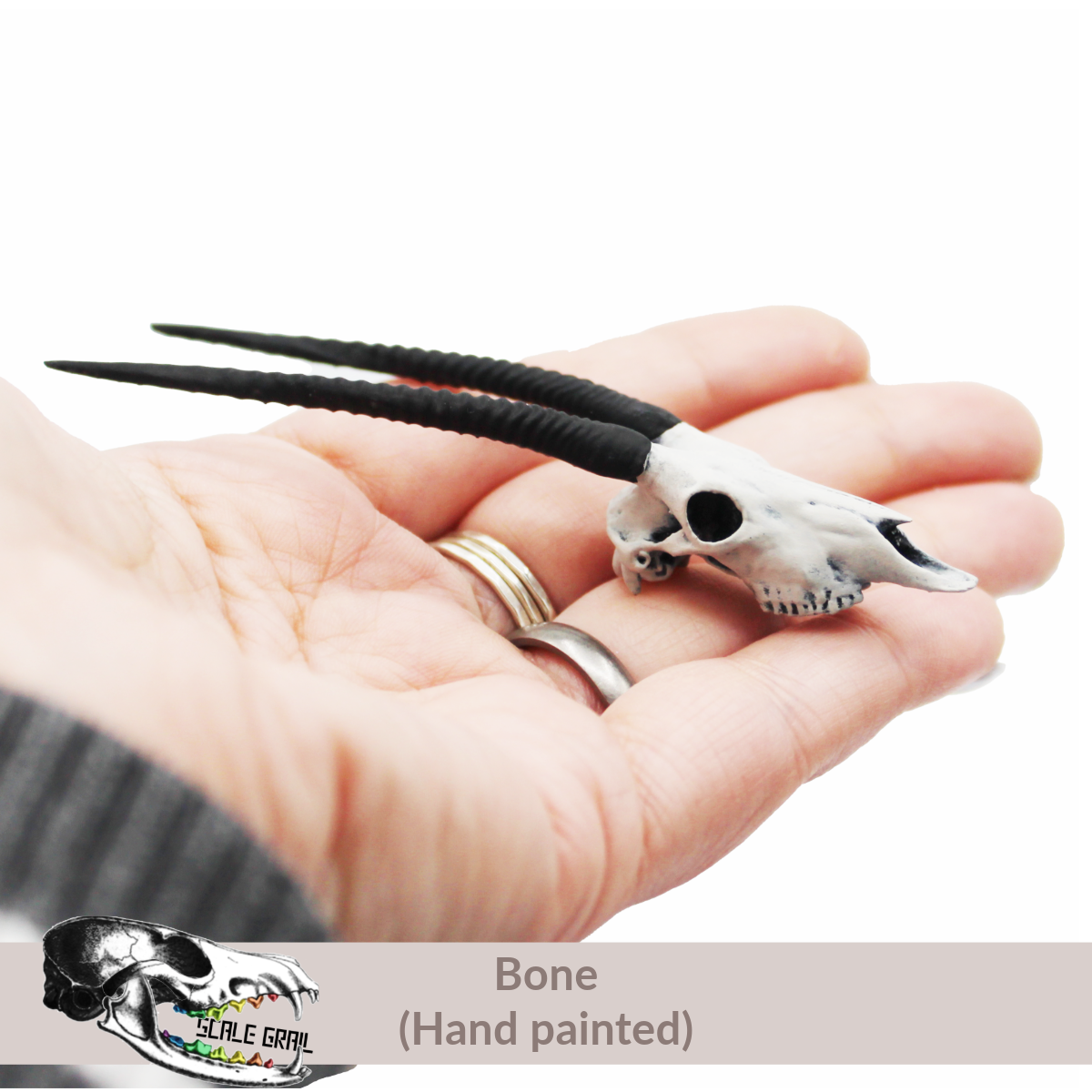 Gemsbok Skull (Field Bones #5: Africa) miniature dollhouse and diorama collectibles by The Scale Grail
