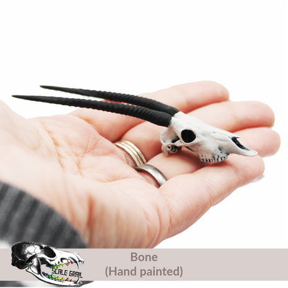 Gemsbok Skull (Field Bones #5: Africa) miniature dollhouse and diorama collectibles by The Scale Grail