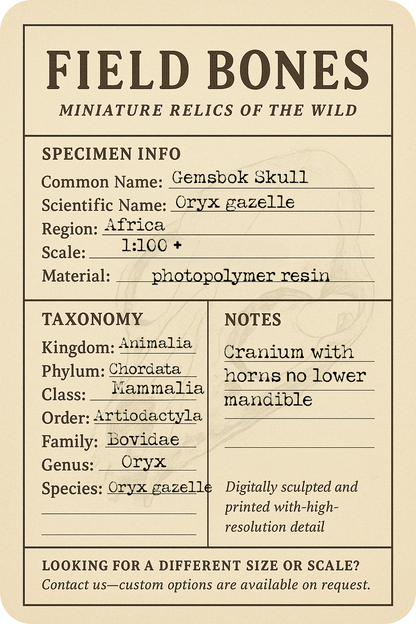 Gemsbok Skull (Field Bones #5: Africa) miniature dollhouse and diorama collectibles by The Scale Grail