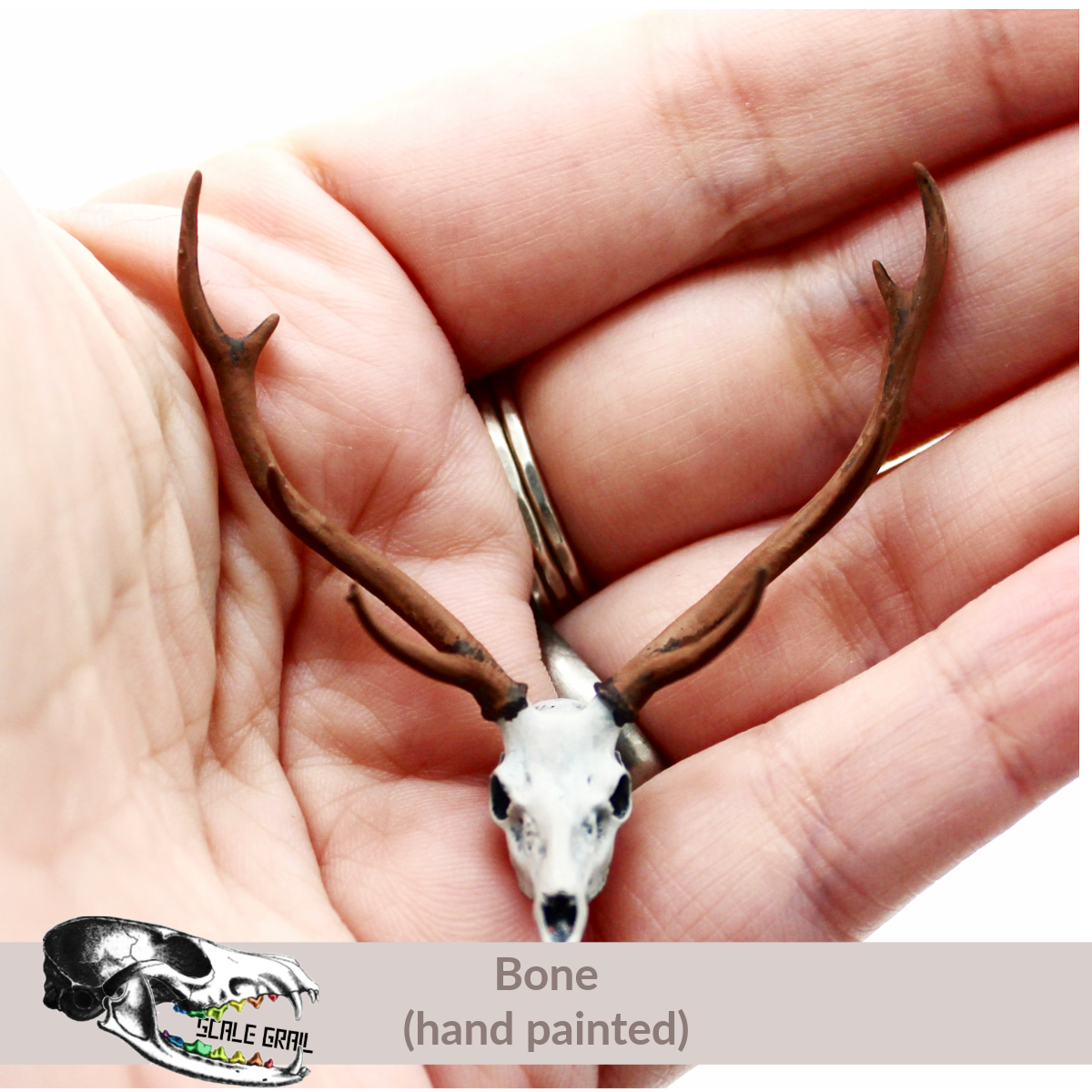 Axis Deer Skull (Field Bones #6: Asia) miniature dollhouse and diorama collectible by The Scale Grail