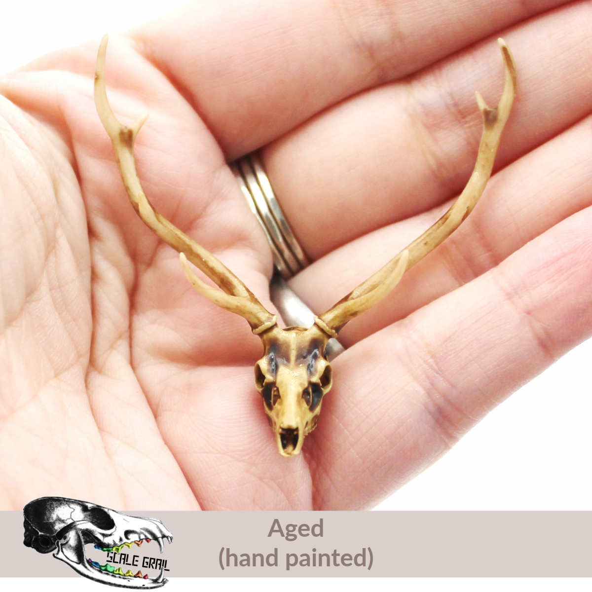 Axis Deer Skull (Field Bones #6: Asia) miniature dollhouse and diorama collectible by The Scale Grail