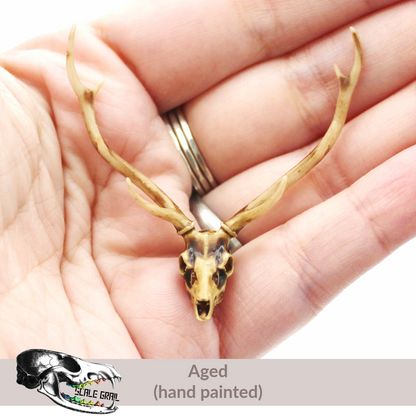 Axis Deer Skull (Field Bones #6: Asia) miniature dollhouse and diorama collectible by The Scale Grail