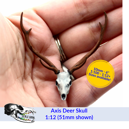 Axis Deer Skull (Field Bones #6: Asia) miniature dollhouse and diorama collectible by The Scale Grail