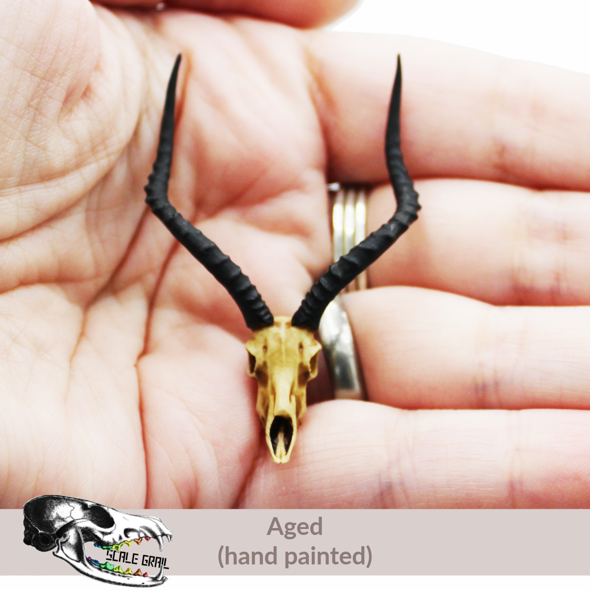 Impala Skull (Field Bones #7: Africa) miniature dollhouse and diorama collectible by The Scale Grail