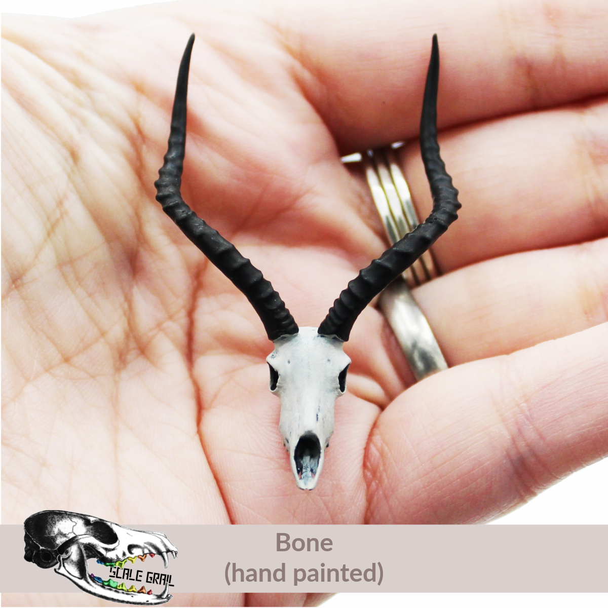 Impala Skull (Field Bones #7: Africa) miniature dollhouse and diorama collectible by The Scale Grail