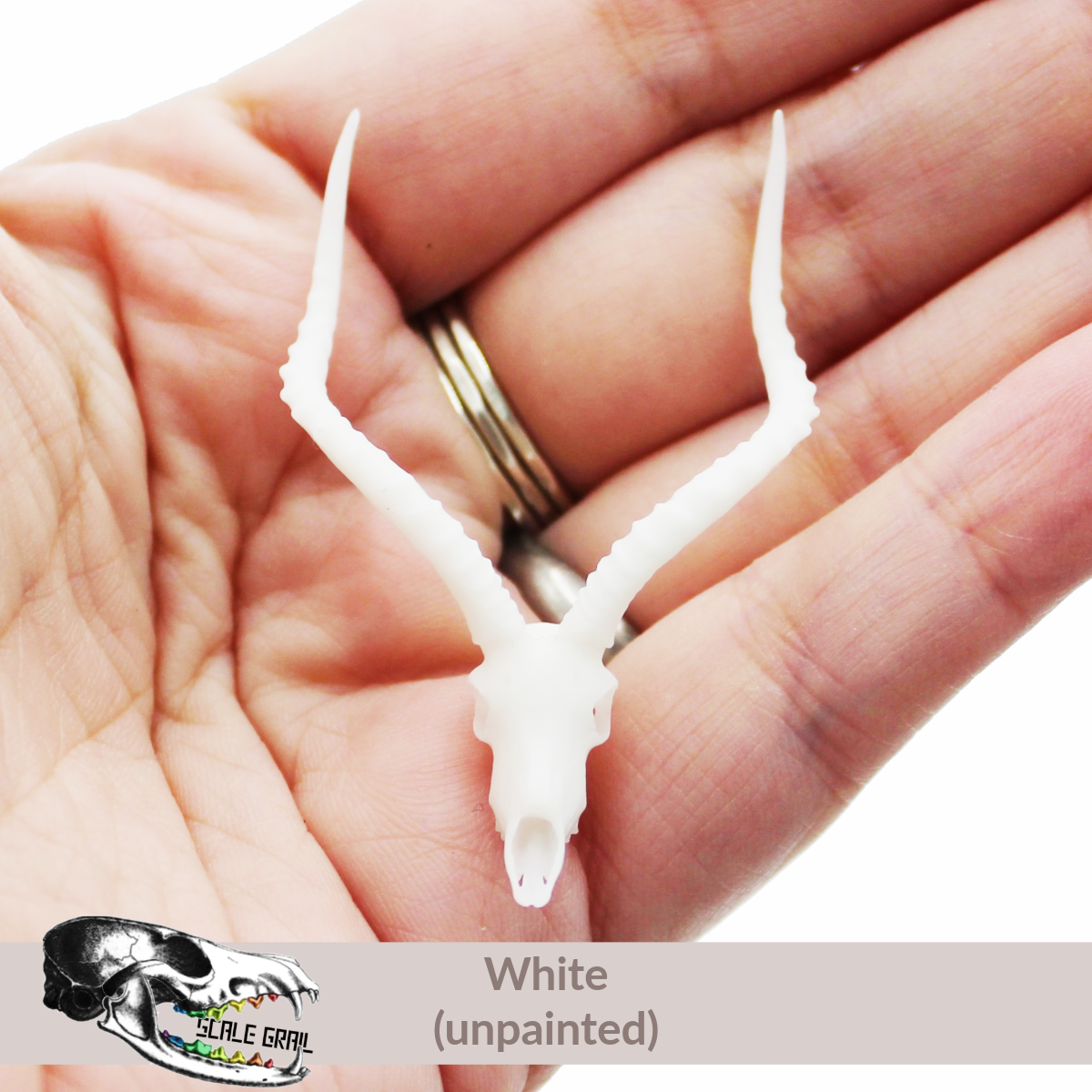 Impala Skull (Field Bones #7: Africa) miniature dollhouse and diorama collectible by The Scale Grail