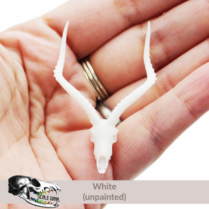 Impala Skull (Field Bones #7: Africa) miniature dollhouse and diorama collectible by The Scale Grail
