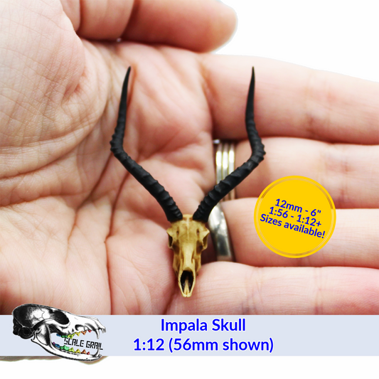 Impala Skull (Field Bones #7: Africa) miniature dollhouse and diorama collectible by The Scale Grail